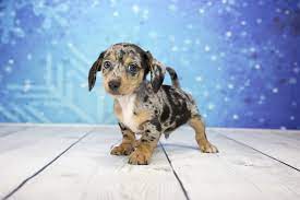 I see your long haired dachshund and raise you a long haired chiweenie. Chiweenie Complete Breed Profile Lifespan Temperament And More