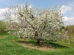 Apple Tree In Full Bloom Spring 2012 Sky Top Orchard Flat Rock Nc Nature Spring Apple Tree