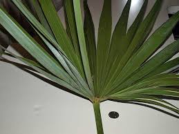 Image result for Leucothrinax morrisii