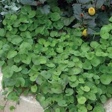 Dichondra emerald falls grows easily from ground cover seed. Dichondra Emerald Falls 1 4ltr Greenleaf Nurseries
