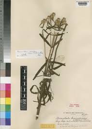 Image result for Haumaniastrum caeruleum