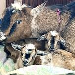 Goat Yoga - with Renee at 10 AM