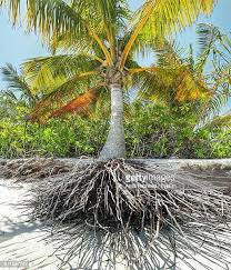 594 Palm Tree Roots Photos And Premium High Res Pictures Getty Images