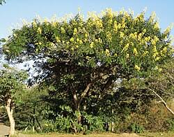 Image result for Chamaecrista zambesica