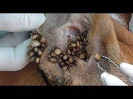 Removing Many Big Ticks From Dog S Ear Youtube