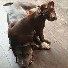 Click the small x to the right of a group's name and shelter # to report an error. Saving Grace Pit Bull Rescue Ohio Home Facebook