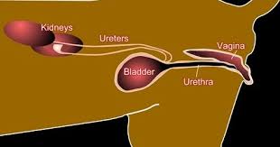 A través de la orina se eliminan del organismo los desechos nitrogenados del metabolismo (urea, creatinina, ácido úrico) y otras sustancias tóxicas. Teknik Operasi Nephrotomy Nephrectomy Pada Hewan Bedah Urinaria Mydokterhewan