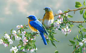 Are there any good 4k birds wallpapers? Wallpapers Of Birds Group 89