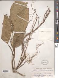 Image result for Culcasia ekongoloi