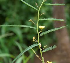 Image result for Chamaecrista zambesica