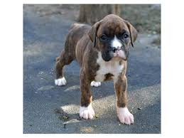 Boxer puppies for adoption.seeking a good home for my puppies. Boxer Dog Male Brindle 2652547 Petland Iowa City
