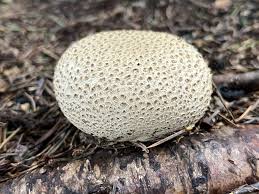 Image result for Scleroderma sp.