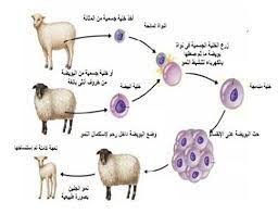 نتيجة بحث الصور عن صور عن الاستنساخ