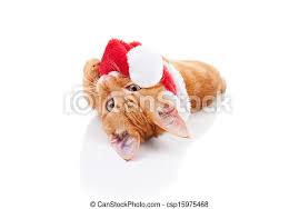 Hd & 4k quality no attribution required free for commercial use. Christmas Cat Naughty Christmas Kitten Cat And Santa Hat Canstock