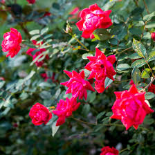 Likewise, how do you describe the smell of flowers? 10 Types Of Fragrant Roses To Grow