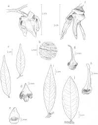 Image result for Xylopia lukei