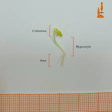 Image result for Pimpinella sp. A. of FZ 4: 594