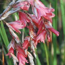 Image result for Dierama formosum