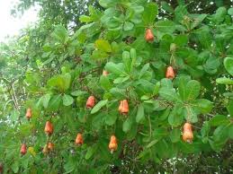 The tree can grow as high as 14 m, but the dwarf cultivars, growing up to 6 m, prove more profitable, with earlier maturity and greater yields. Nursery Trees Cashew Trees Manufacturer From Kudal