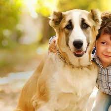 Our clinic offers a number of valuable services to our clients. Donna Rizzo Dvm Pet Medical Center Of Ames Veterinarians 1416 S Duff Ave Ames Ia Phone Number