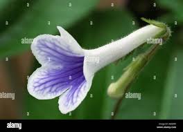 Image result for Streptocarpus goetzei