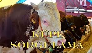 Kupe Sorgulama Kurbanlik Hayvanlarin Kupeleri Nasil Sorgulanir Kamu Saati