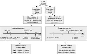 Flow Chart Of Animal Experiments Number Of Animals Used In