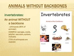 If you must post something that clearly isn't an animal without a neck, you post a bear in the comments. Ppt Unit A Ch 1 Comparing Living Things Lesson 3 How Are Animals Classified Powerpoint Presentation Id 2844613