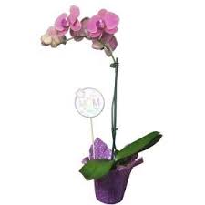 Mother S Day Orchid Plant In 4 In Grower Pot With Wrap Momorcp04 The Home Depot Orchid Plants Plants Orchids