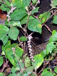 Image result for Cyathula