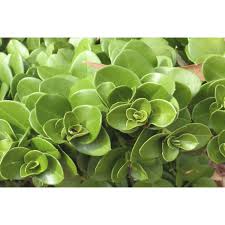 Image result for Carissa praetermissa