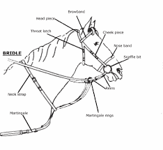 Caring For Horses