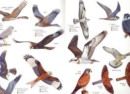 Bird Of Prey Identification Chart Guide Animals Birds Charts