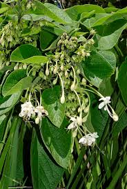 Image result for Clerodendrum rotundifolium