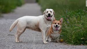 Labs Are Still America S Favorite Dog But Corgis Have Wiggled Into The Top 10 In 2020 Popular Dog Breeds Most Popular Dog Breeds Corgi