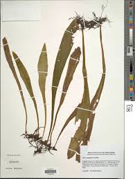 Image result for Loxogramme