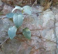 Image result for Ficus muelleriana