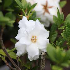 Image result for Gardenia subacaulis
