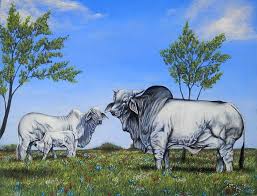 Watch this page for our updates on cattle for sale. Brahman Cattle Painting By Amanda Hukill