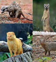 We did not find results for: Mongoose Wikipedia
