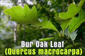 oak tree leaf identification has never been easier than this