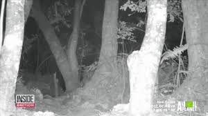 Helle checking a camera trap in jozani forest. Beginning Navigation Cryptid Wendigo Wildlife Adventurer And