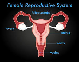 Image result for uterus