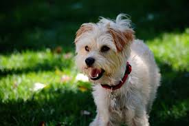 Pflege, betten, mäntelchen, pullis, geschirre, taschen & vieles mehr! Calculate How Much Do Yorkie Poo Cost Puppy4homes