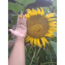 Jaman dahulu macam macam bunga digunakan untuk mengirimkan pesan kode. Biji Bunga Matahari Jumbo Sunflower Jumbo 60 Biji Shopee Indonesia