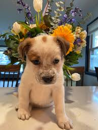 Admiration for beautiful dogs