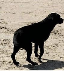Can I Give My Dog Aspirin For A Limp Uses For Aspirin In Canines Dog Anatomy Dog Illnesses Dogs