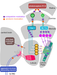 Also, try applying some insect repellent or lavender on the base or in the vicinity of the camera to ward them off. Neuromodulation Of Insect Motion Vision Springerlink