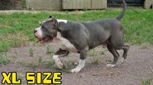 Ear crops optional n available. American Bully Xl Size Herunterladen