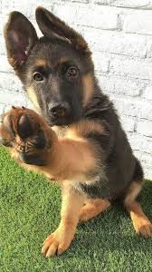 20 Best Funny Animal Photos For Monday Hayvan Mizahi Sevimli Kopek Yavrulari Sevimli Hayvan Yavrulari
